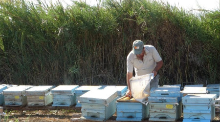 Eşek arıları, Kozan'da arıcıların kabusu oldu