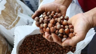 Fındık ihracatında yüzde 56 düşüş