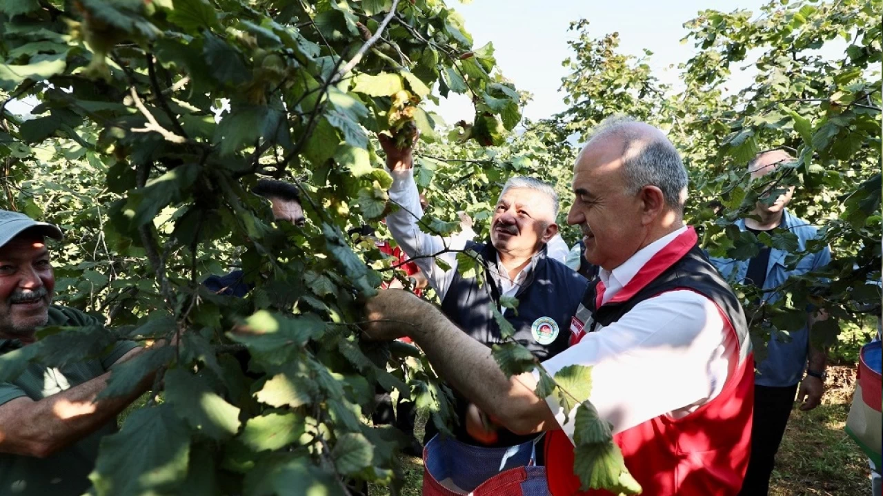 F�nd�kta erken hasat kaliteyi d���r�yor