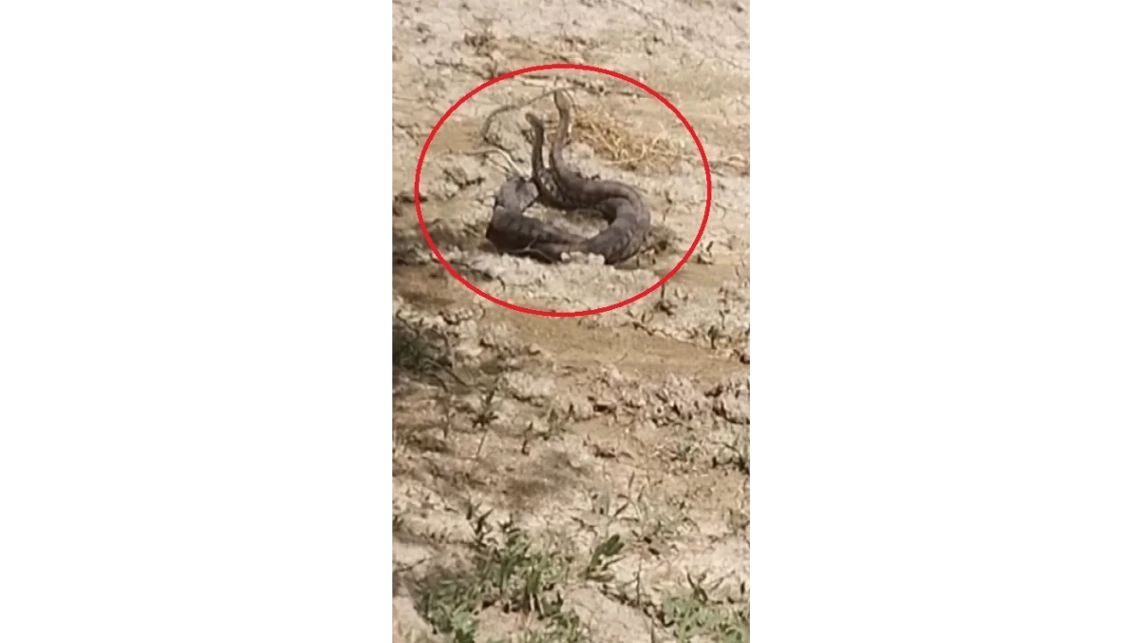 Hatay'da y�lanlar�n �iftle�me dans� kamerada