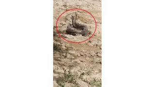 Hatay'da ylanlarn iftleme dans kamerada