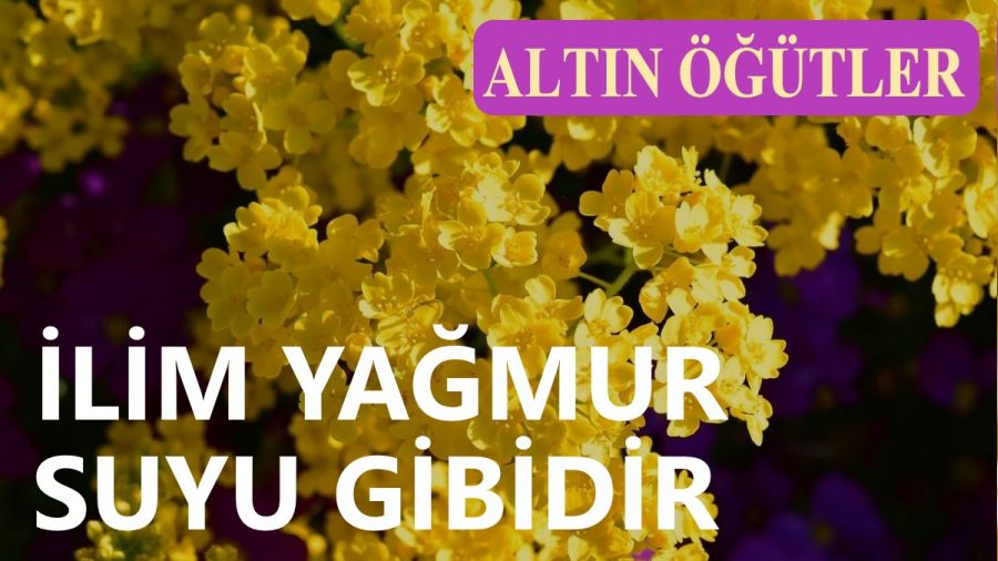 ‘İlim yağmur suyu gibidir’