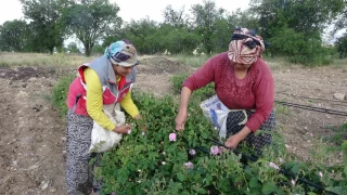 Isparta'yı bu yıl gül kokusu erken sardı