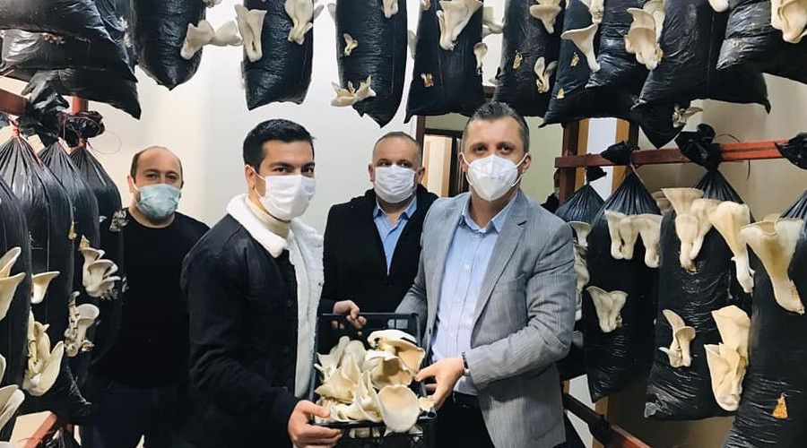 İstiridye mantarı hasadı