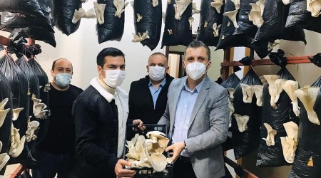 İstiridye mantarı hasadı