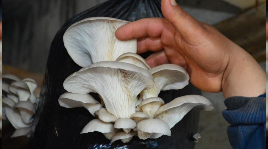 İstiridye mantarı üreticisine günlük 5 bin TL kazandırıyor