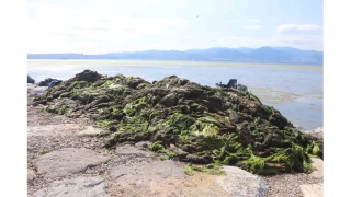 İzmir Bostanlı sahilini deniz marulu sardı