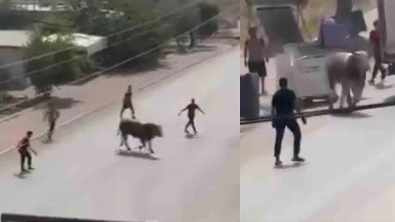 Kaan boa ortal bir birine katt