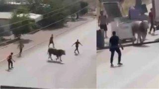Kaçan boğa ortalığı bir birine kattı