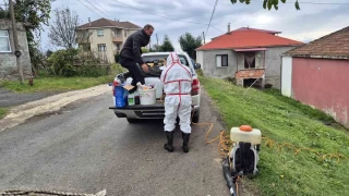 Kahverengi kokarca ile mücadelede ilaçlama seferberliği başlatıldı