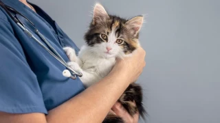 Kanserin çaresinde kedi umudu