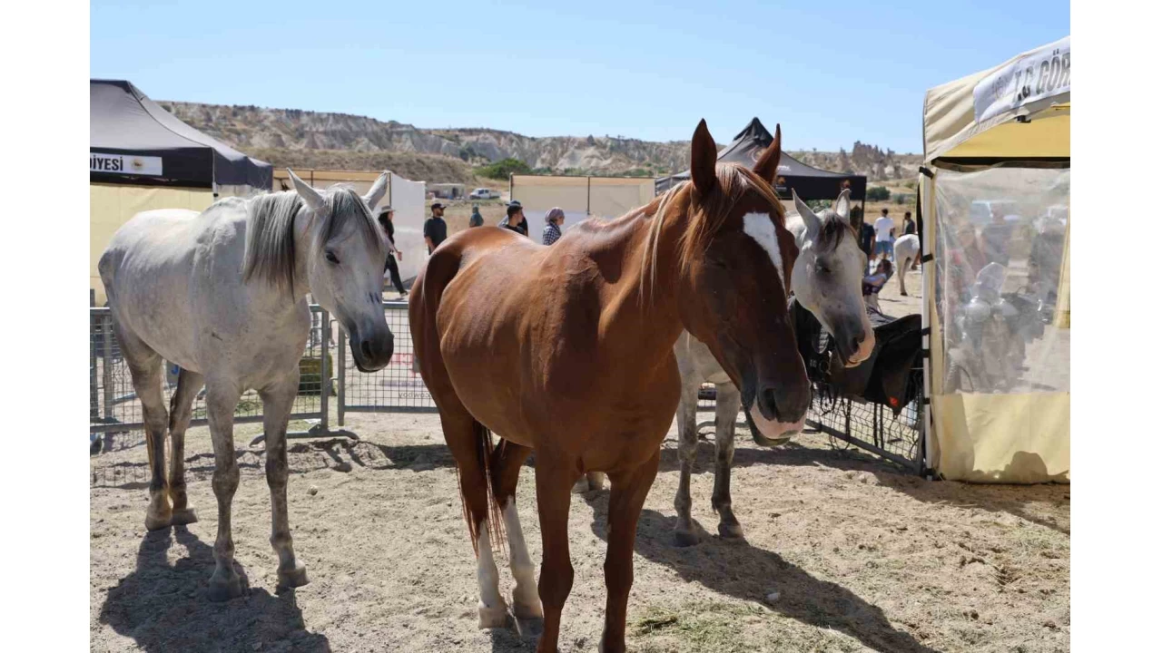 Kapadokya'da güzel atlar podyuma çıktı