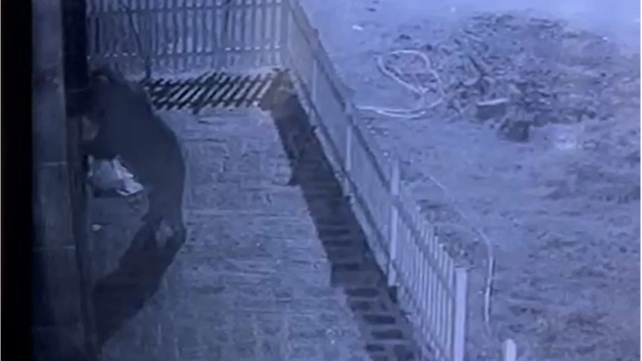 Kap�y� zorlayan h�rs�z de�ilmi�