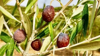 Karaburun Furma Zeytini hasad balad