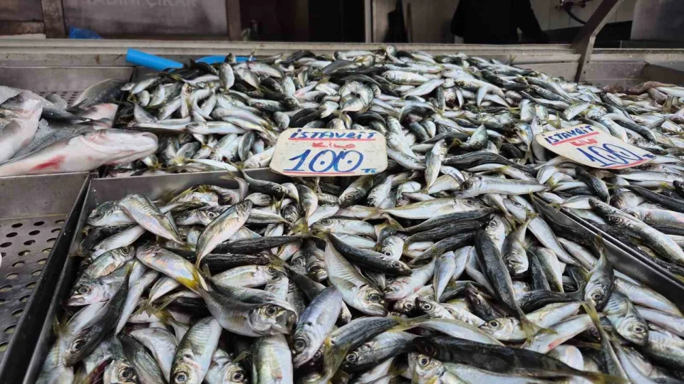 Karadeniz'de hamsi yerini istavrite b�rakt�