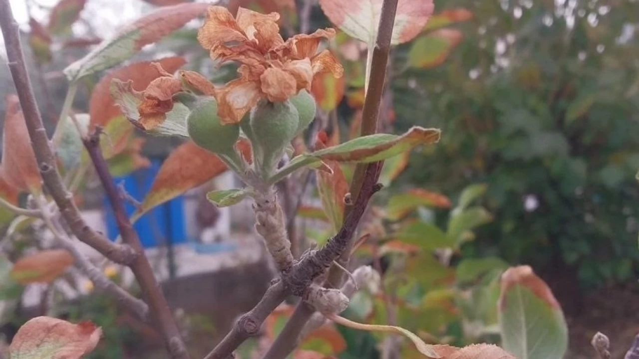 Kasımda meyve ağaçları çiçek açtı: Bu hayra alamet değil