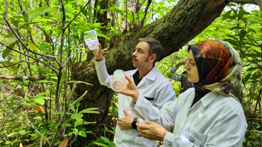 'Katil arı' karşıtı böcekler doğaya bırakıldı
