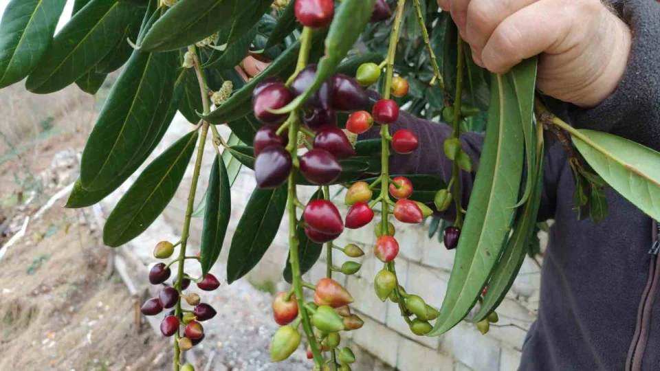 K�� ortas�nda karayemi� ve dut a�a�lar� yalanc� bahara aldand�