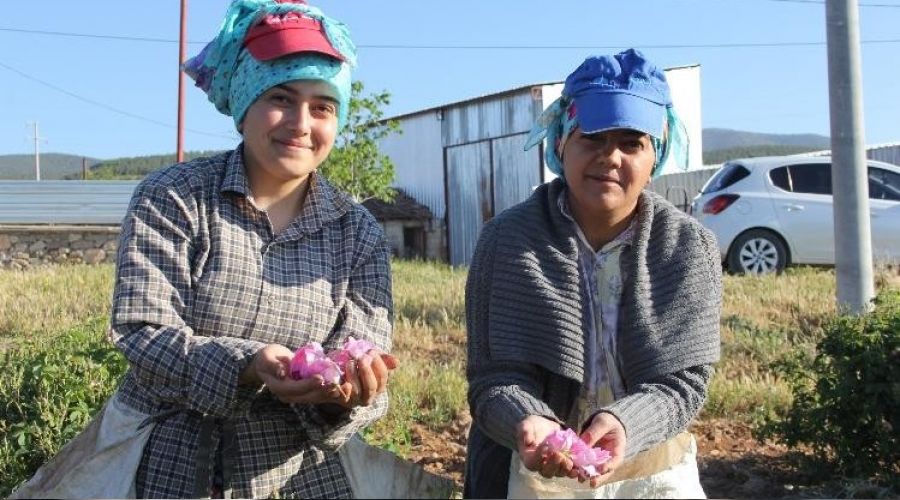 Kurakl�k g�l rekoltesini ve verimini etkiledi