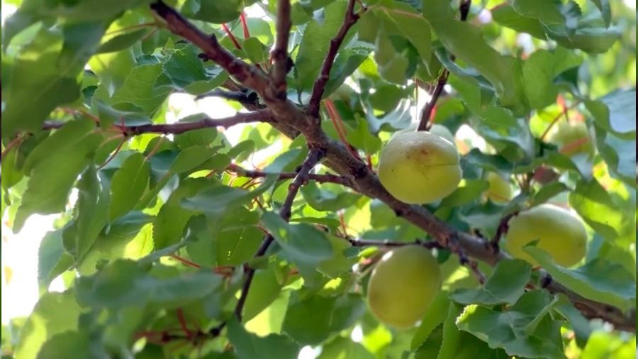 Malatya'da kay�s� rekoltesinde d���� bekleniyor