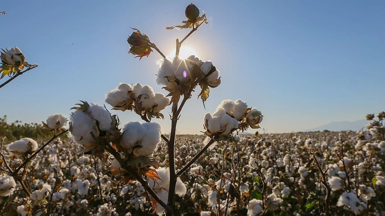 Milas Ovası’nda tarım nabzı: Bereketli topraklar, zorlu mücadeleler
