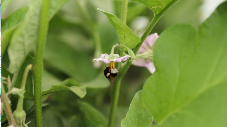 Ordu tarımda verim ve kaliteyi 'bombus arısı' ile arttıracak