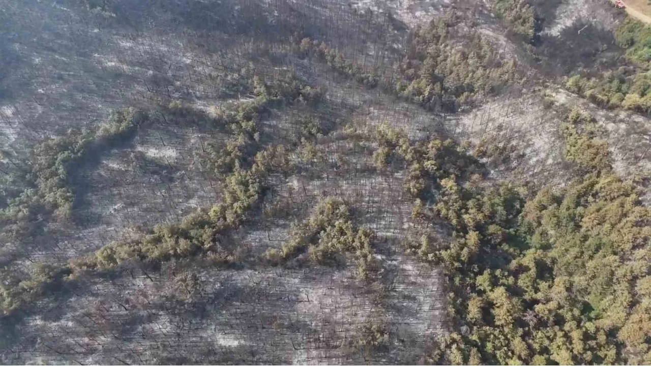 Orman yang�n�nda zarar g�ren alanlar g�r�nt�lendi