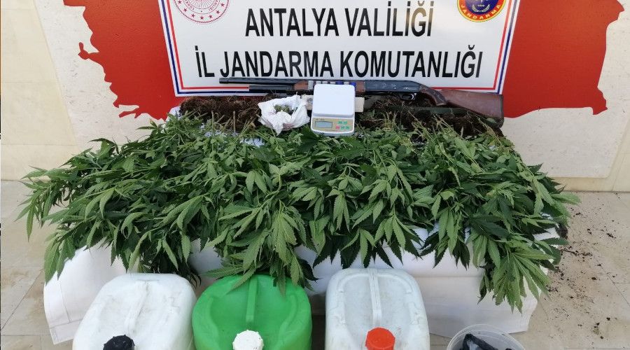Ormanlk alana ektii kenevirleri sularken yakaland