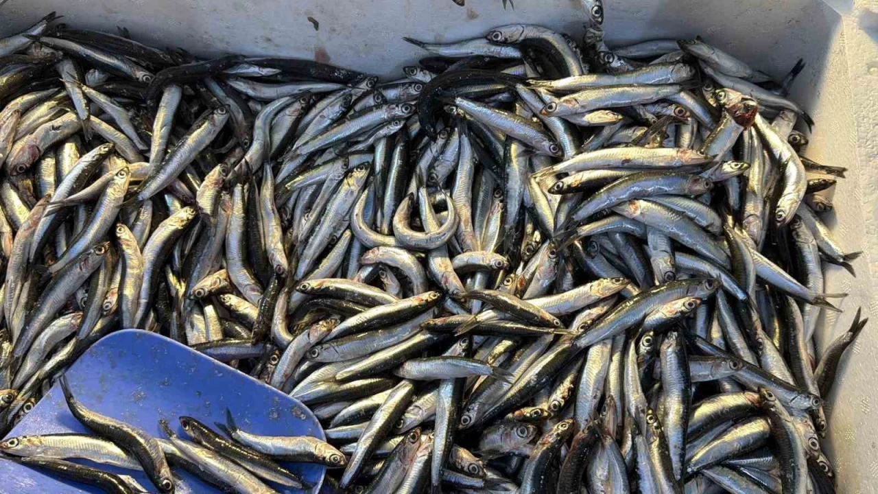 Palamut Grcistan'a kanca tezgahlar hamsiyle doldu