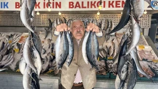 Palamutta bereket, kilosu 100 TLl'ye d��t�