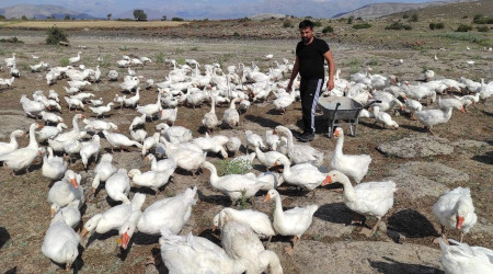 Pandemiyi fırsata çeviren işletme sahibi kaz çiftliği açtı