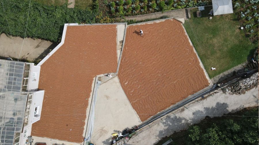 Sakarya'da fındıkta harman mesaisi