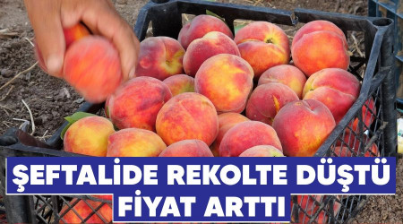 eftalide rekolte dt, fiyat artt