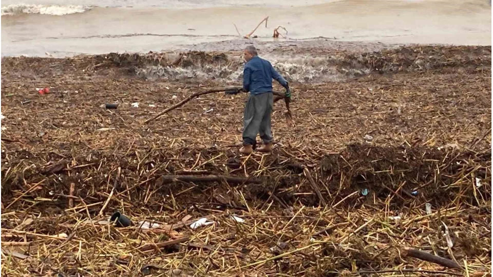 Sel sonras� deniz kahverengi oldu, sahiller odun doldu