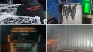 Sinop'ta 10 ton hamsiye el konuldu