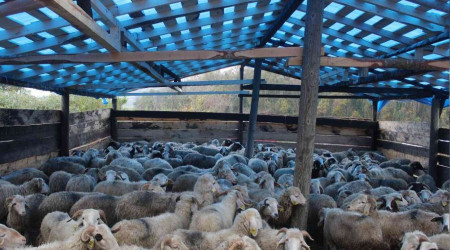 Sinop'ta bir gecede 50 koyunu araca yükleyip çaldılar