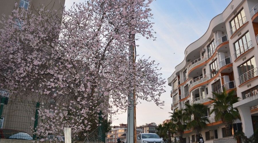 Sinop'ta meyve ağaçları kış ortasında çiçek açtı