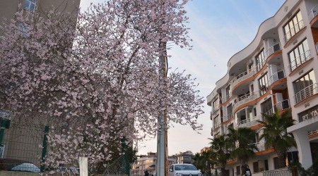 Sinop'ta meyve ağaçları kış ortasında çiçek açtı