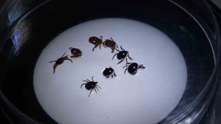 Sivas'ta 8 kiiye KKKA tans konuldu, 1 kii hayatn kaybetti