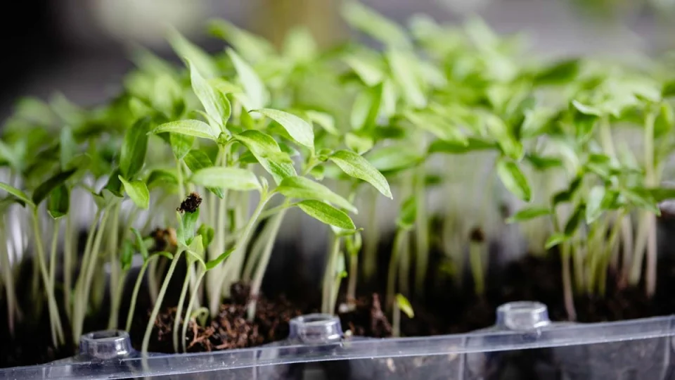 �ubat ay�nda dikilecek bitkiler