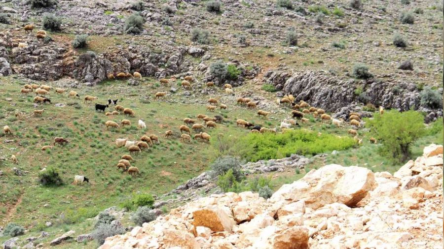 Sürülerin yaylalara çıkışı başladı