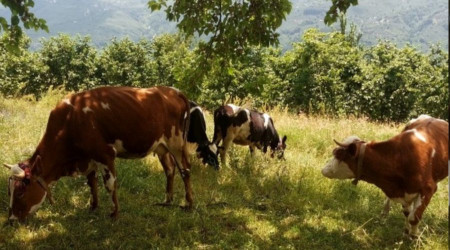 Süt üreticiliği için 12 aileye 650 bin TL destek