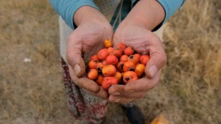 Tatvan'da al hasad: Kuraklk rekolteyi vurdu