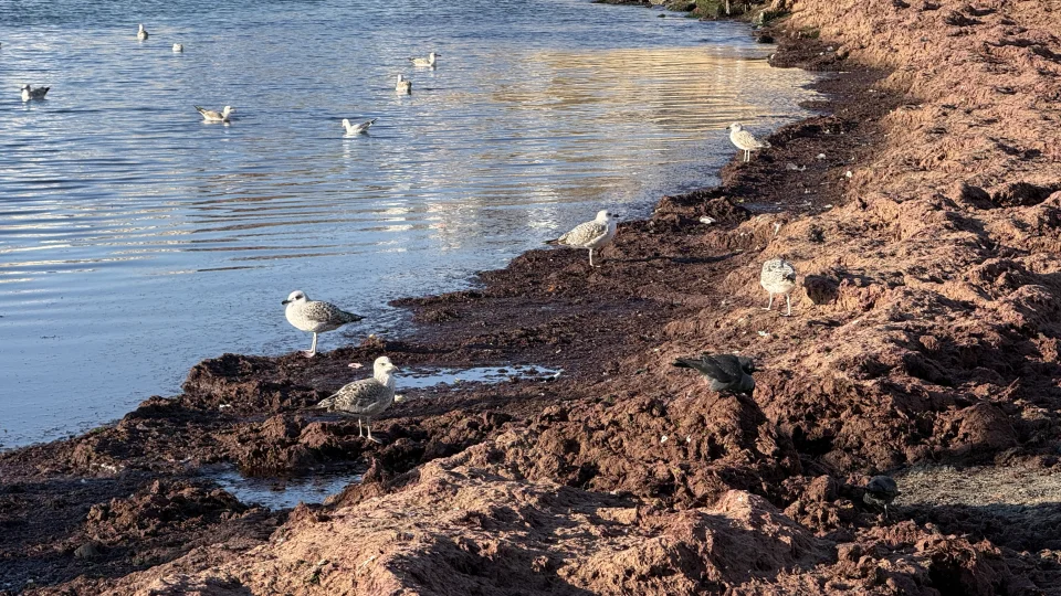 Tekirda�'da lodos nedeniyle sahilde k�rm�z� yosun birikti