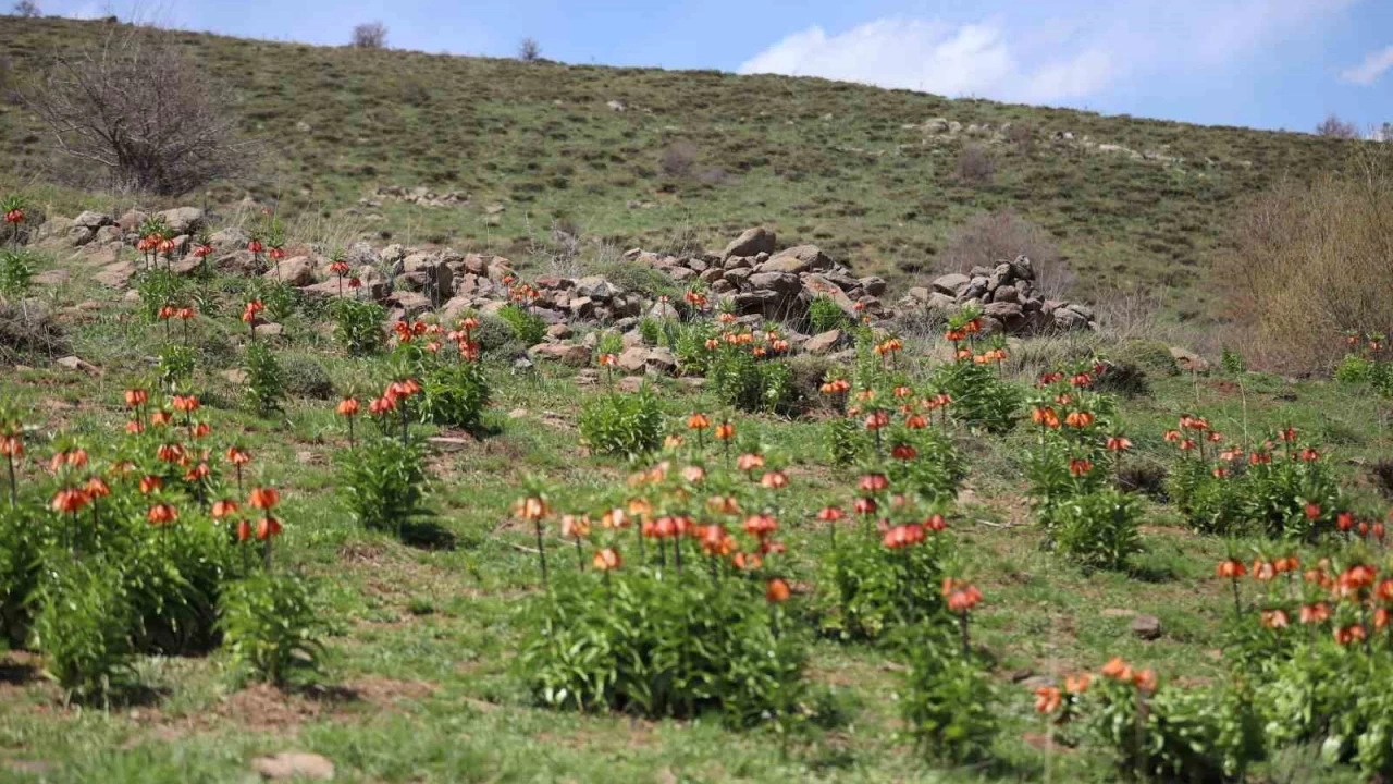 Ters laleyi koparmanın cezası araba parası