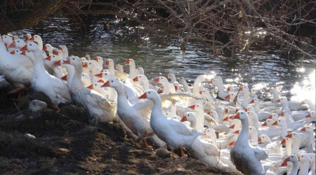 Tokat kazı, Kars kazına rakip olacak