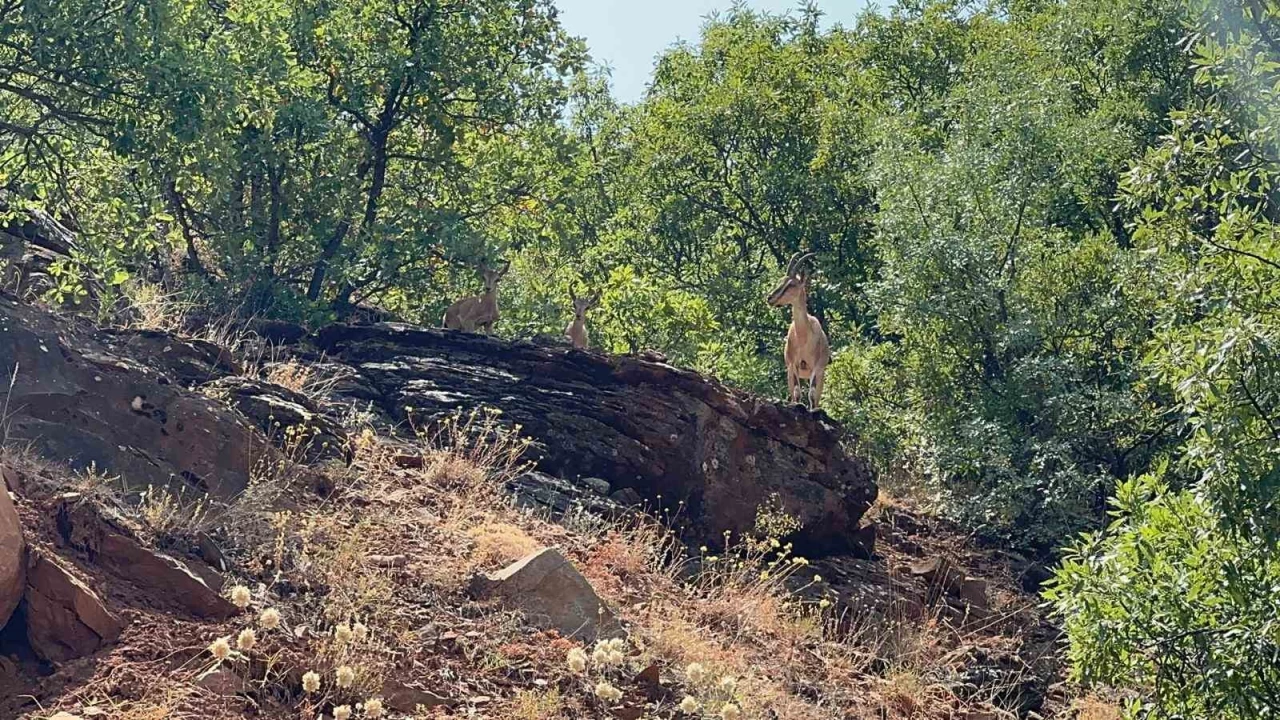 Tunceli'de da� ke�ileri g�r�nt�lendi
