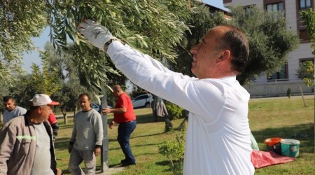 Turgutlu Belediyesi bin 442 kilogram zeytin ya elde etti