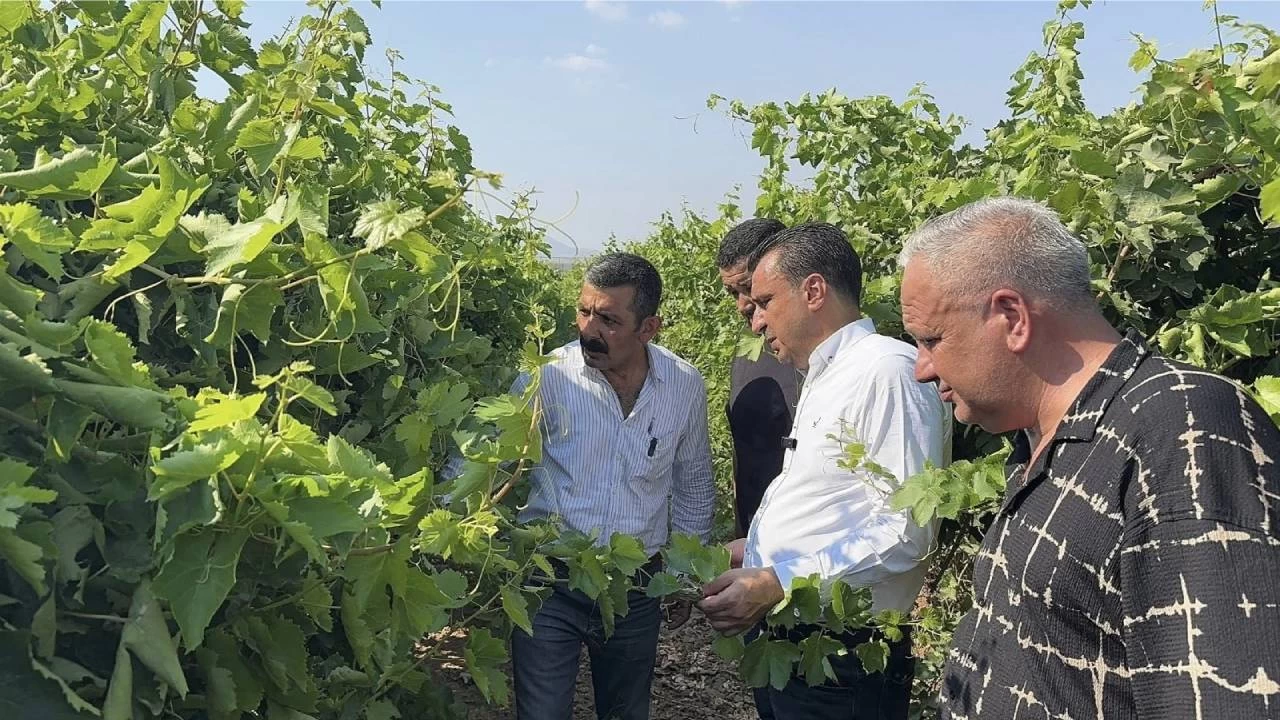 �z�m �reticisi TMO�dan fiyat bekliyor 