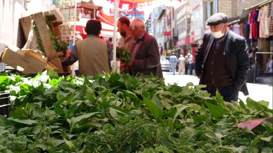 Van'da sebze fidelerine yoğun talep
